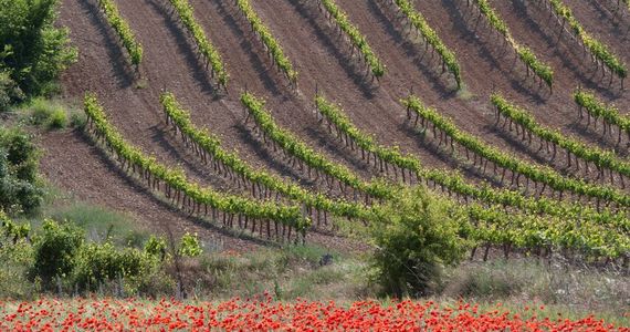 Ribera del Duero, Spain (All-Inclusive 3d/2n) – WineDestinations
