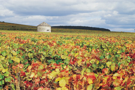 Burgundy Vineyards- Credits Côte-d'Or Tourisme © J-M. SCHWARTZ