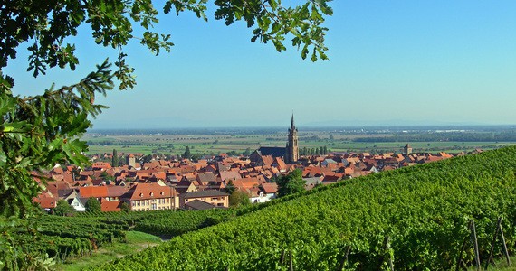 Wine tour in Alsace © C. Fleith