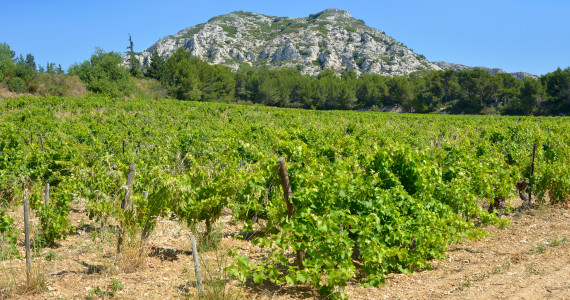 Alpilles, Provence, vineyards and mountains