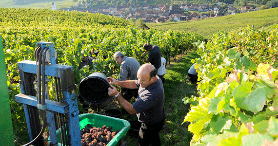 Wine escape | Alsace-Wine-Road-grape-picking-©-Dumoulin-CIVA