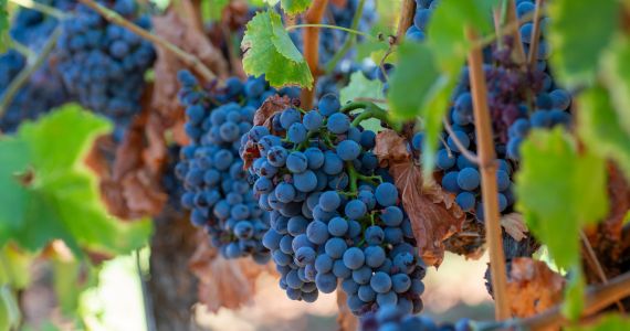 Grape vines in Bandol, Provence