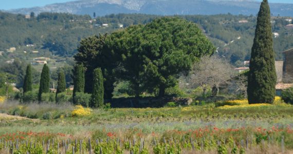 Bandol Provence, credit Vins de Bandol, Les Vinographes