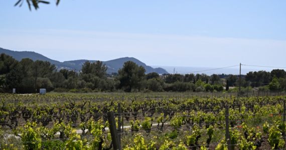 Bandol Provence Cadiere d'Azur, credit Vins de Bandol Les Vinographes