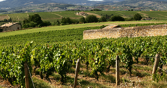 Beaujolais wine tasting tour - Beaujolais-Villages-Gillet-Inter-Beaujolais-copyright