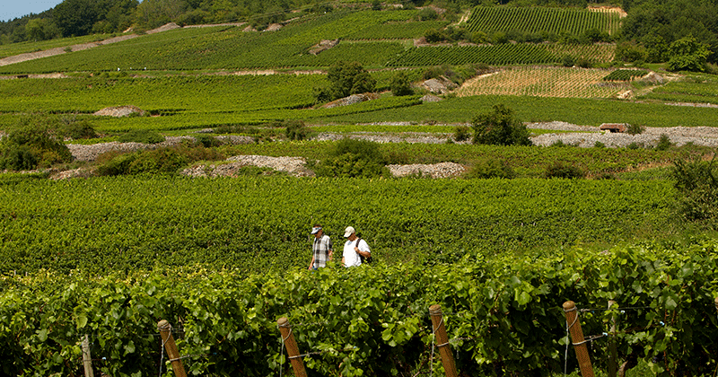Beaune wine tasting - Beaune-Tourisme---Santenay-1---©Studio-Piffaut