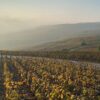 Champagne vineyards around harvest time