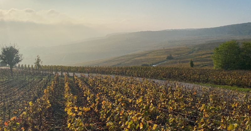 Champagne vineyards around harvest time