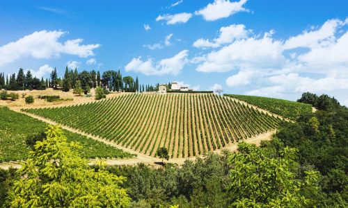 Chianti vineyard