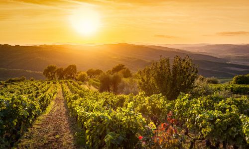 Vineyard sunset - Chianti