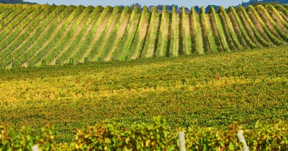 Chianti vineyards Florence