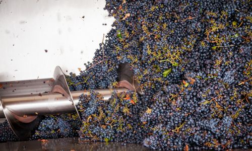 Chianti winery- winemaking process