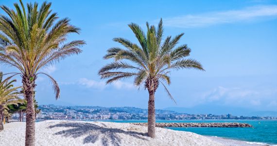 Palm trees in the Cote d'Azur