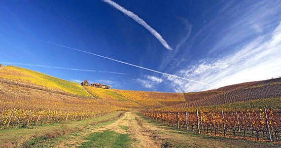 Piedmont and Lake Maggiore wine tasting tour - Credits-Azienda-Agricola-di-Fontanafredda