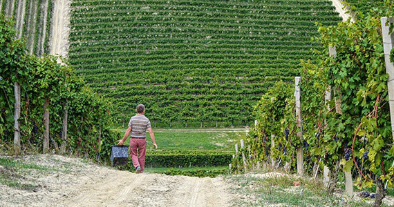 Piedmont wine tour - Credits-Ca-del-Baio