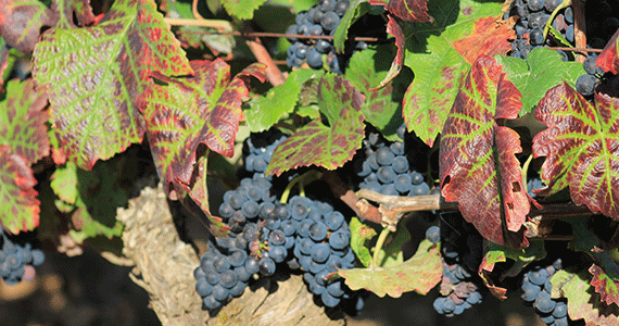 Burgundy wine tours- Credits-Chalon-Tourism---Givry-grapes