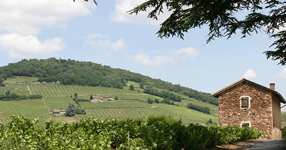 Beaujolais wine tasting - Cote-de-Brouilly---Gillet-Inter-Beaujolais-copyright