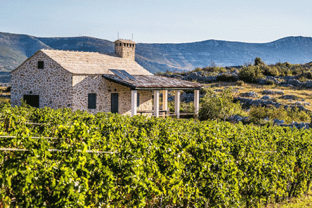 Dalmatia-wine-tour-winery-Kairos_Split-(2