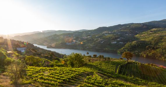 Wines of the Douro