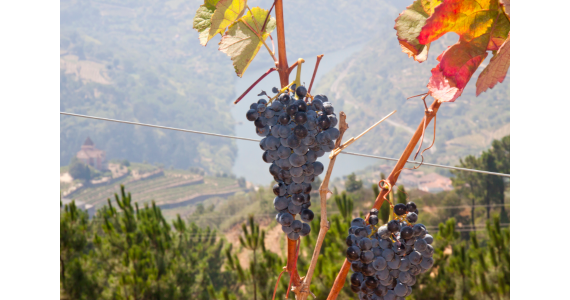Douro wine tours