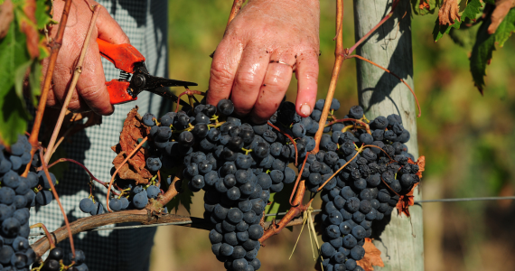 Douro wine tour. Grape treading. Harvest