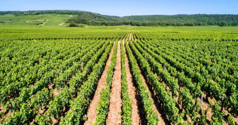 Eva Longoria Searching for France, Burgundy