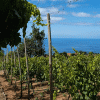 Exclusive-Madeira-wine-tour