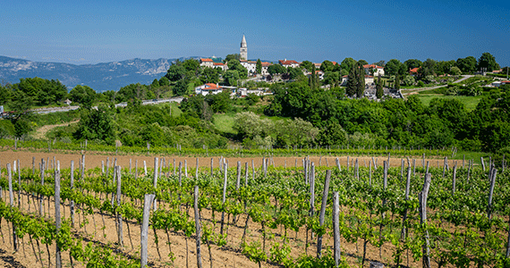 Istria wine tour - Gracisce_tz9854-Credits-JulienDuval----Istria-Tourist-Board
