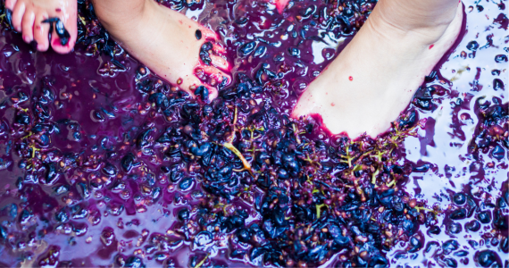 Grape Stomping Ribera del Duero wine tours