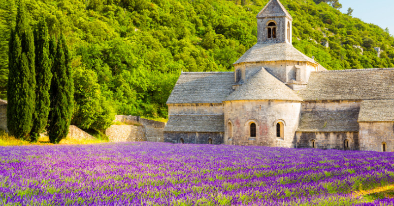 Lavender fields in Provence