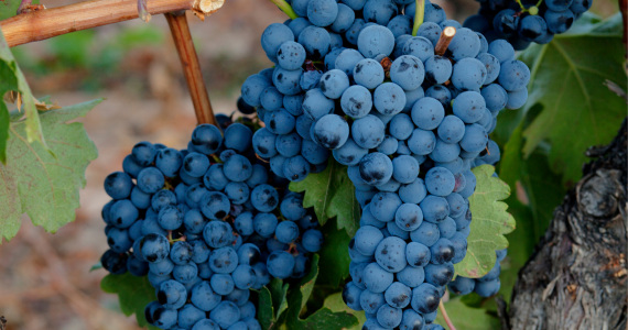 Grapes on vine in Ribera del Duero