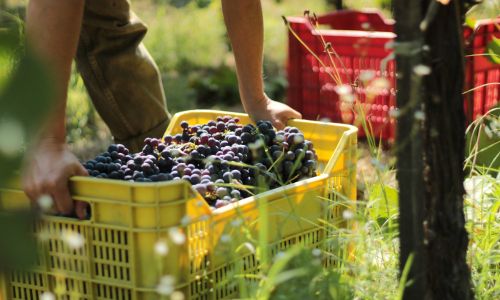 Grapes vineyard