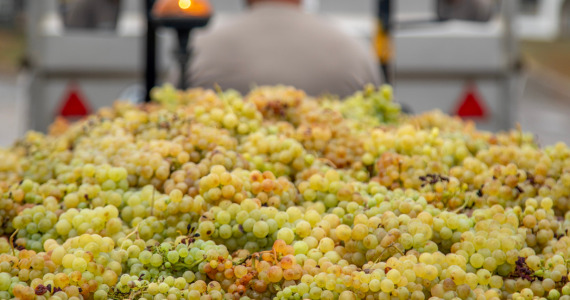 Grapes, Torrelavit, Penedes vineyards, Priorat, Penedes and Barcelona wine tours, cr4edit Jaume Boldu