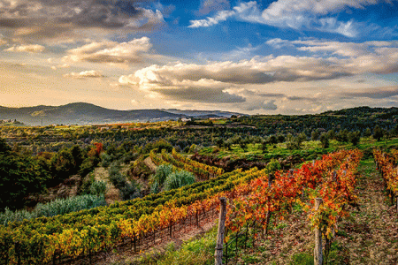 Istria Wine Tours - GreenIstria_Vrh_tz60541-Credits-JulienDuval---Istria-Tourist-Board