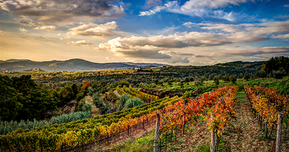Istria wine tour - GreenIstria_Vrh_tz60541-Credits-JulienDuval---Istria-Tourist-Board