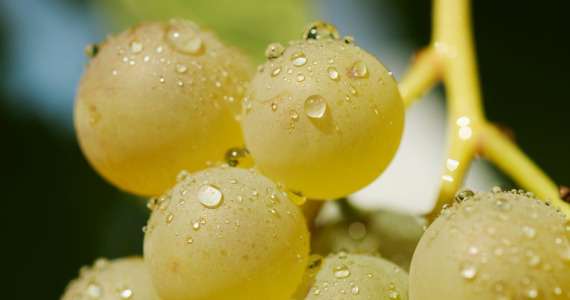 Green grapes, Penedes region, credits Global Image Projects SLU