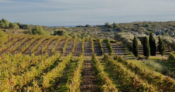 Chateau L'Hospitalet vineyard, credit Chateau L'Hospitalet