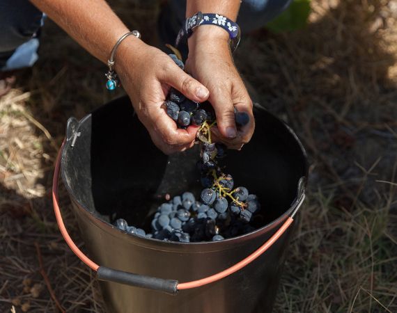 Harvest at Quinta da Pacheca, Porto and Douro Valley wine tours
