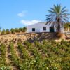 Jerez Sherry tours, Jerez vineyard landscapes, Feria Vendimia, credit Andalusia Tourism