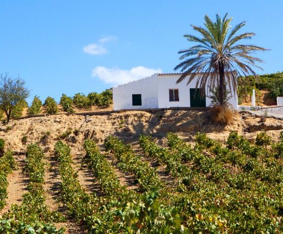 Jerez Sherry tours, Jerez vineyard landscapes, Feria Vendimia, credit Andalusia Tourism