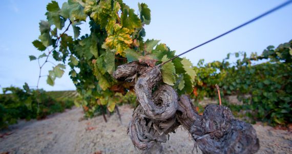 Jerez sherry tour, vineyards, credit Andalusia Tourism
