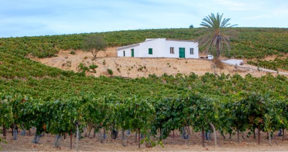 Andalusia wine tours, Jerez wine tour, credit Andalusia Tourism