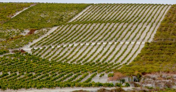 Jerez sherry tour, Jerez vineyards, credit Andalusia Tourism