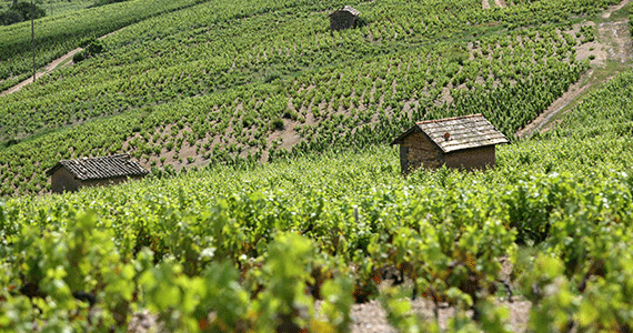 Beaujolais wine tour - Julienas-Daniel-Gillet-Inter-Beaujolais-copyright