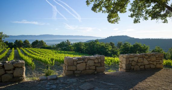 Chateau La Coste vineyards, credit Andrew and La Coste