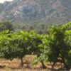 Les Alpilles, credit Office Tourisme Saint Remy de Provence