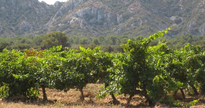 Les Alpilles, credit Office Tourisme Saint Remy de Provence