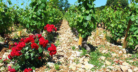 Burgundy wine tours - Mercurey-vignes