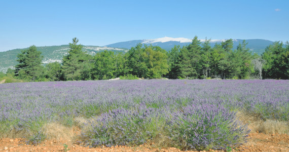 Mont Ventoux, Provence, lavender landscape