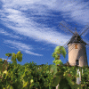 Beaujolais wine tours - Moulin-+á-Vent---Daniel-Gillet-Inter-Beaujolais-copyright